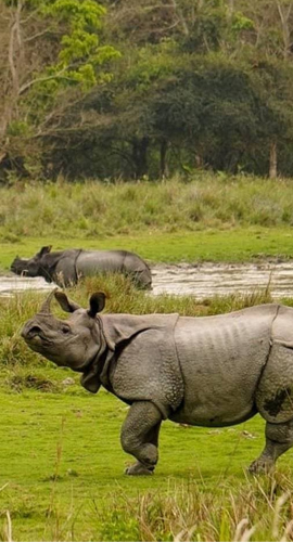 Kaziranga National Park